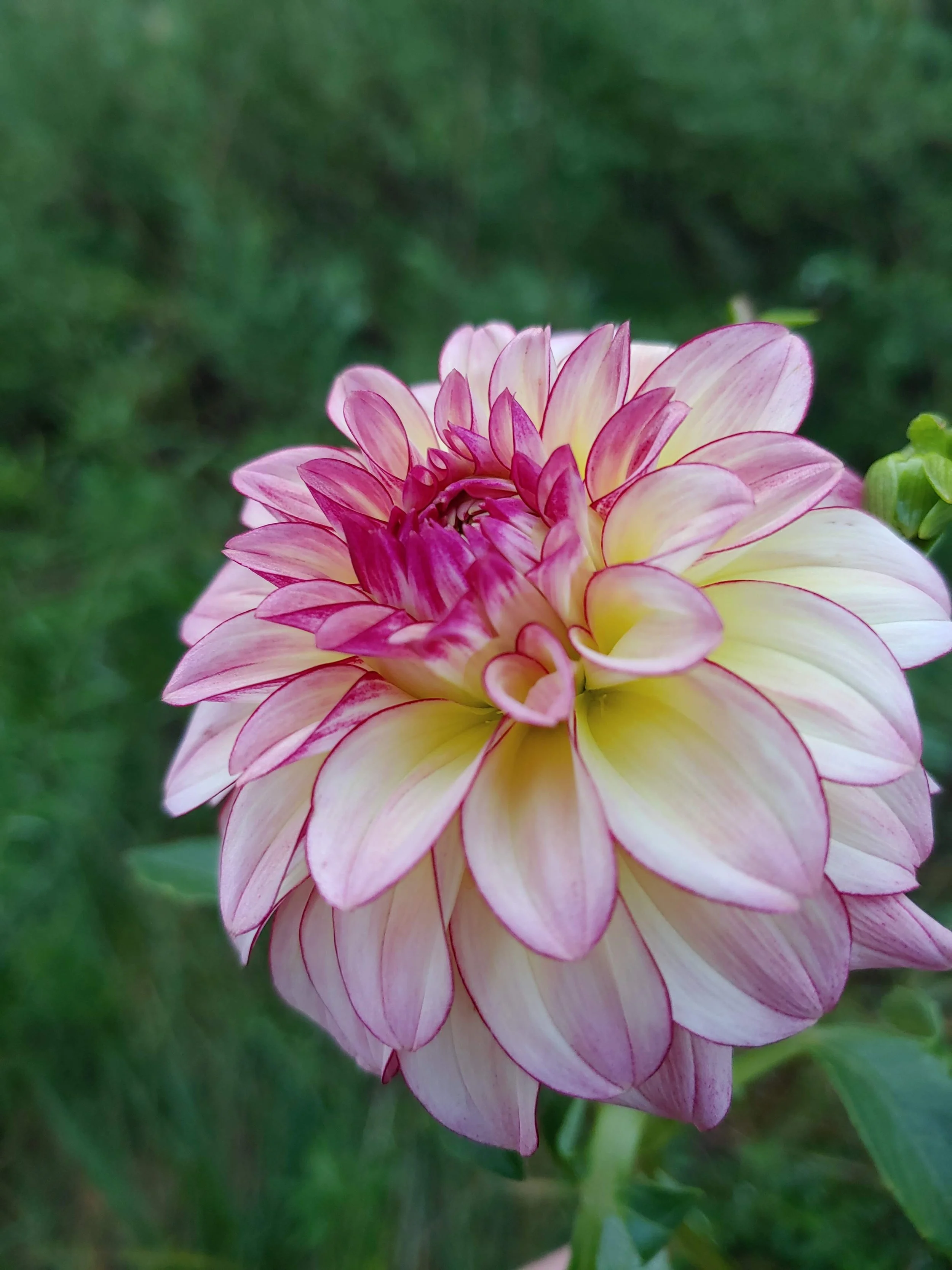Fraylick Farm - 2024 Test Dahlia Garden